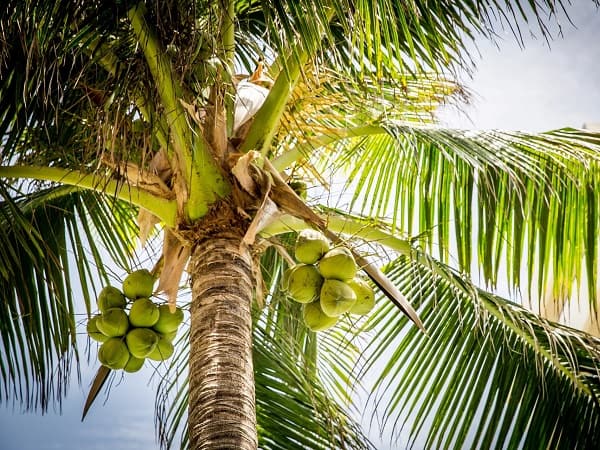 Mơ thấy cây dừa may hay rủi đánh con gì hợp tuổi phát tài?